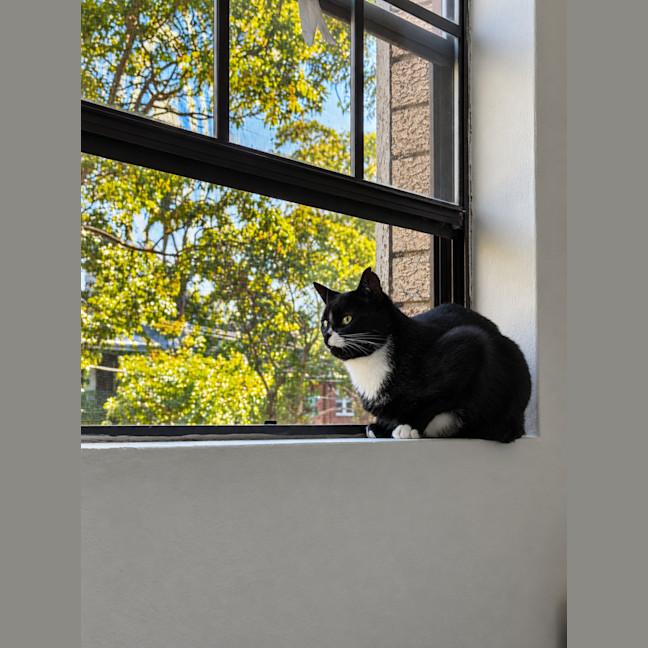 Photo of Toothless