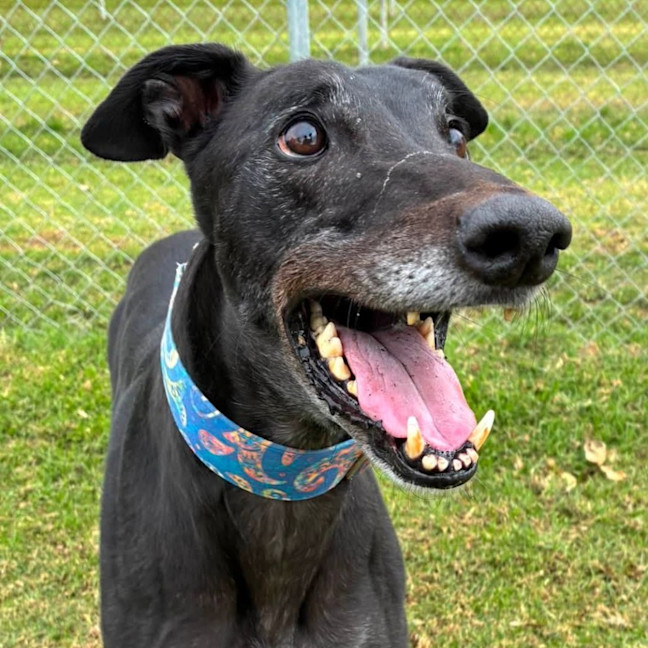 Photo of Prince (Prev. Krui) The Greyhound