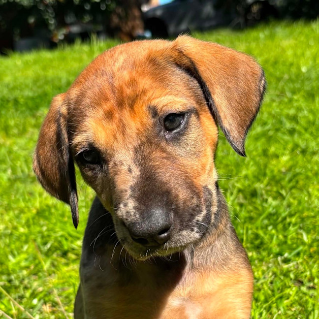 Photo of Kasha
