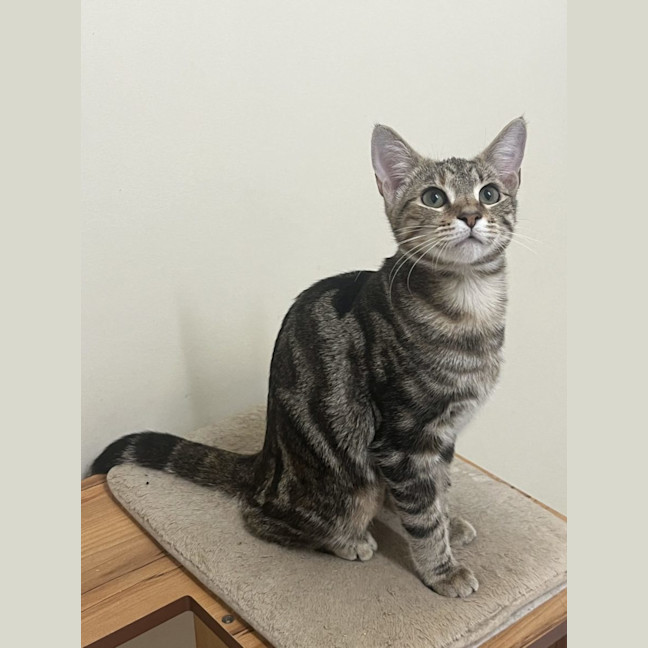 Photo of Bubbles   Now At Pet Quarters Broadmeadow