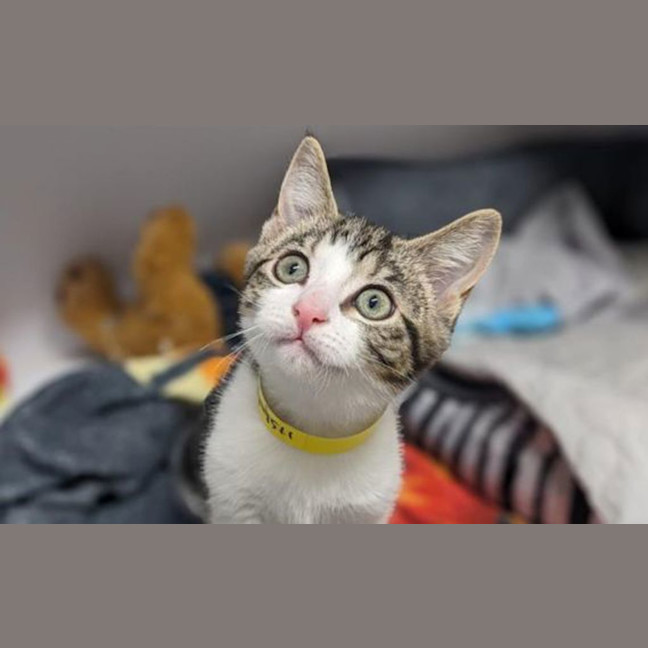 Photo of Pepper