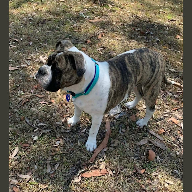 Photo of Lexi   6 Month Old Australian Bulldog