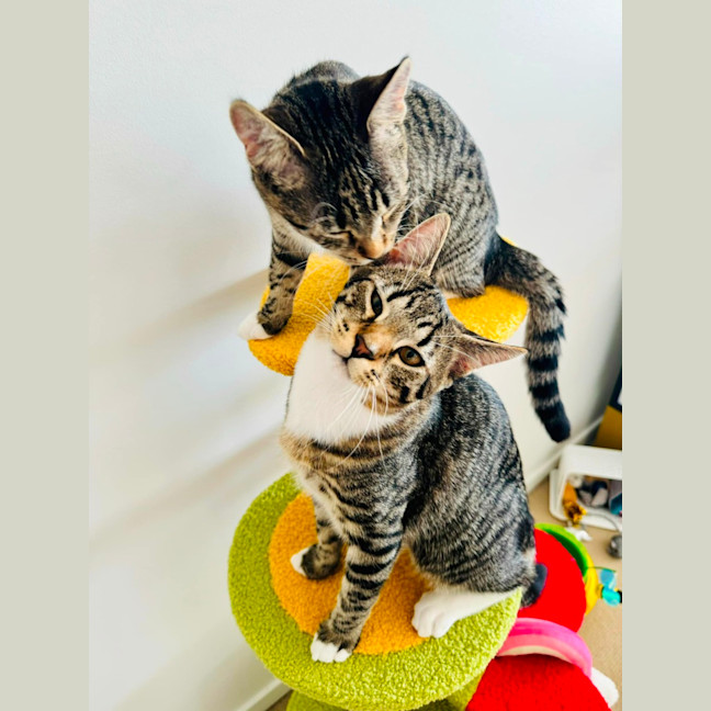 Photo of Tarzan And Zora