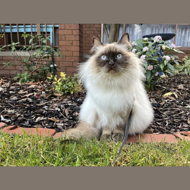 Photo of Cookie 🍪