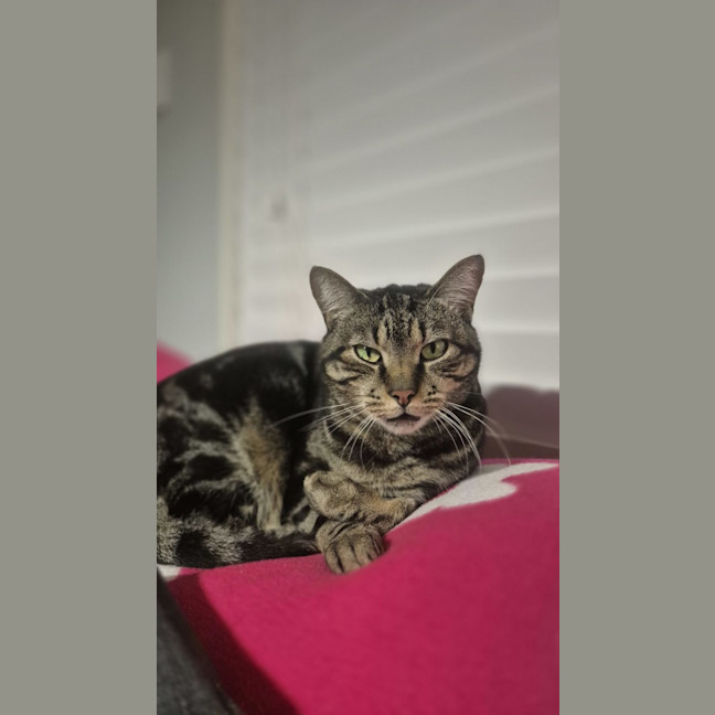 Photo of Astro   Assisted Rehoming