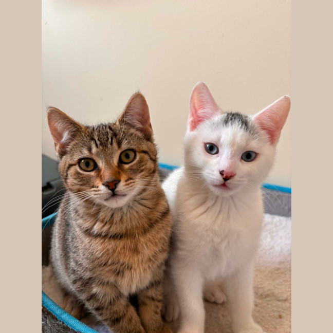 Photo of Snowball