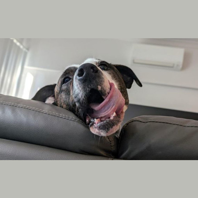 Photo of Benson