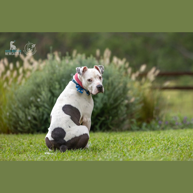 Photo of Hunter   1 Year Old Staffy X