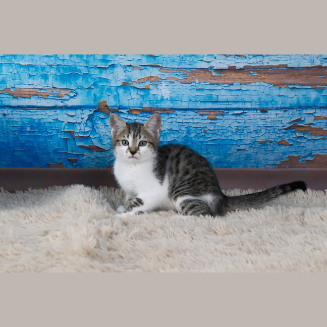 Photo of Peanut