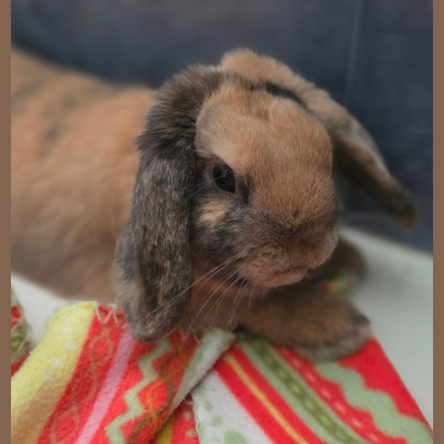 Photo of Peanut