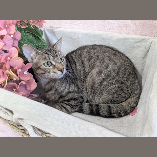 Photo of Maple 