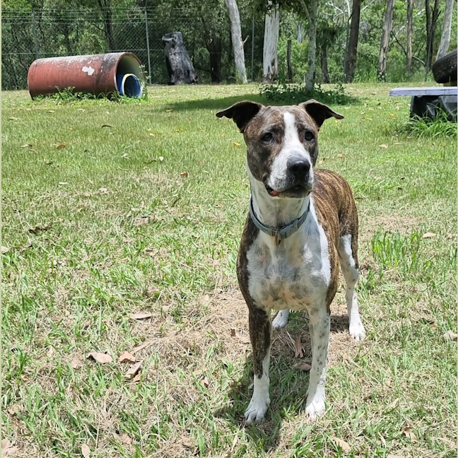 Photo of Lady