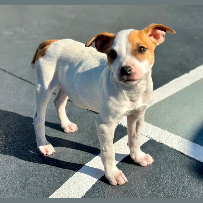 Photo of Harry 💙🐶