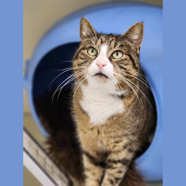 Photo of 🪕 Bruno 5422 🪕