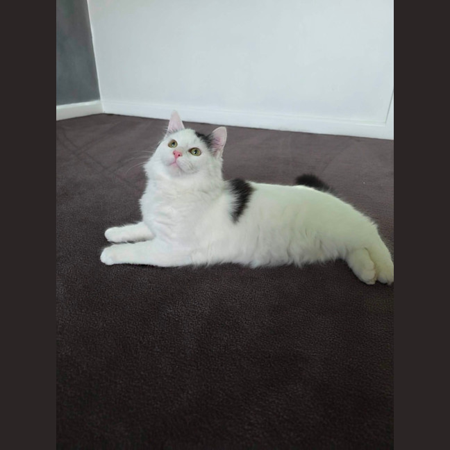 Photo of Wasabi