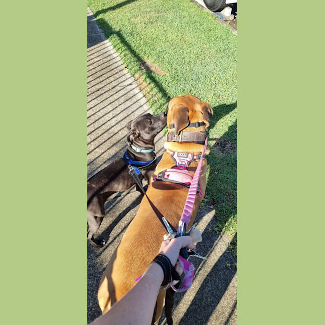 Photo of Leroy   7 Month Old Staffy