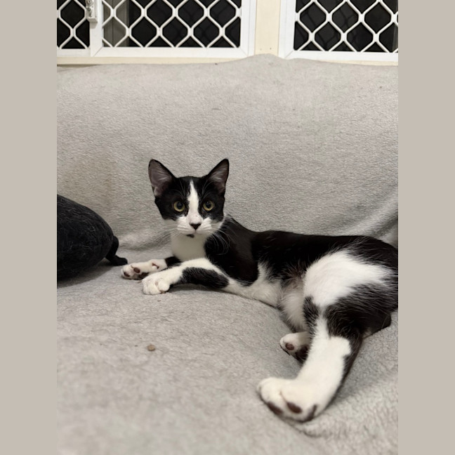 Photo of Apollo