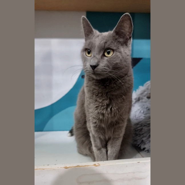 Photo of Bluebell