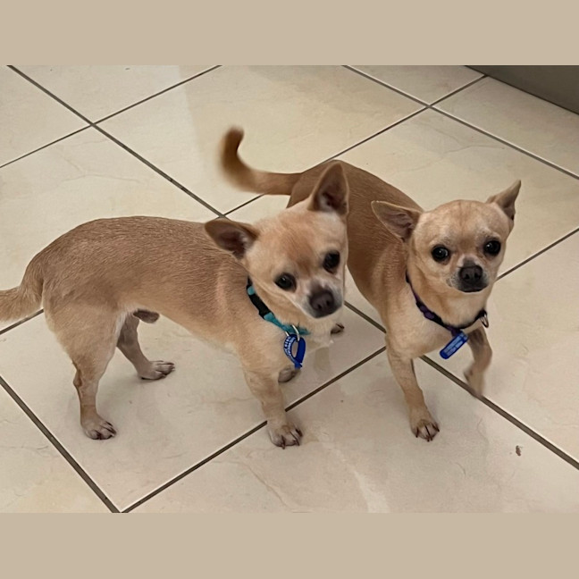 Photo of Coco & Cashew   4 & 2 Year Old Chihuahuas