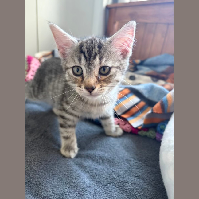 Photo of Cinnamon
