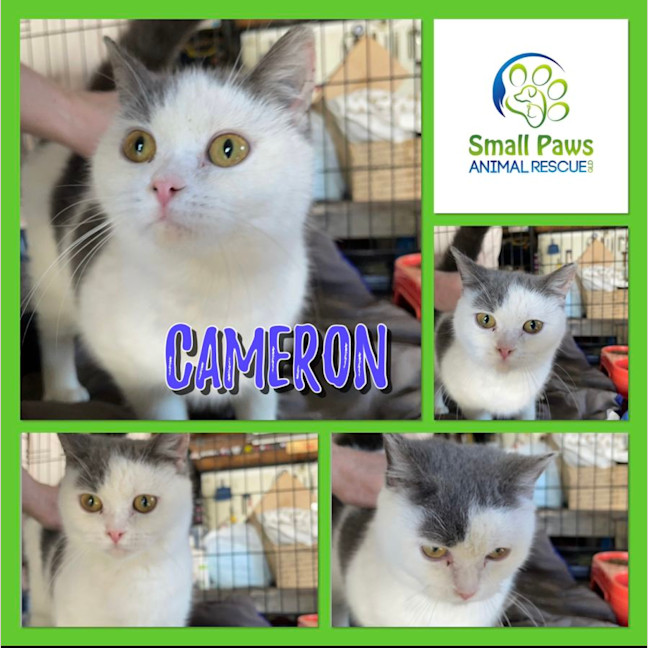 Photo of Cameron
