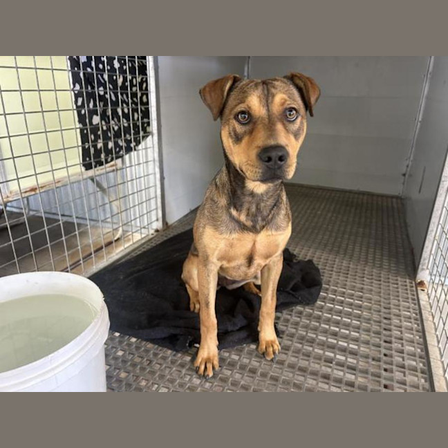 Photo of Dahlia Imp 2377