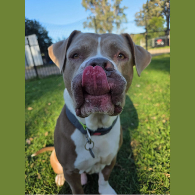Photo of Chomp