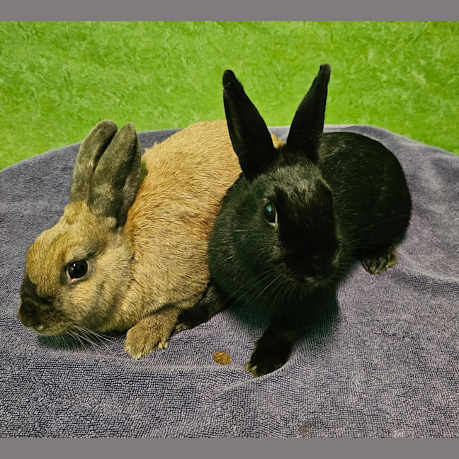 Photo of Pepper (Bonded To Ember)
