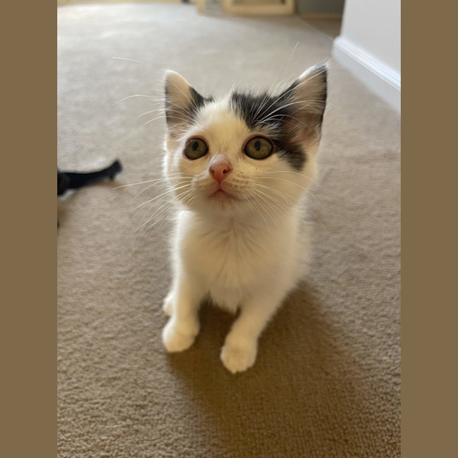 Photo of Millie