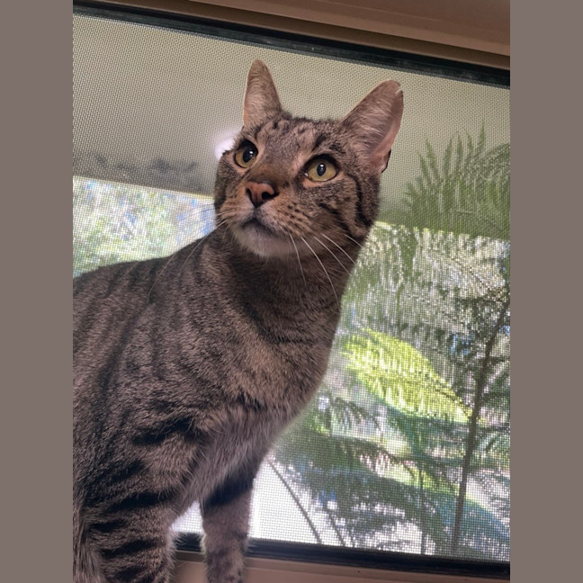 Photo of Louie