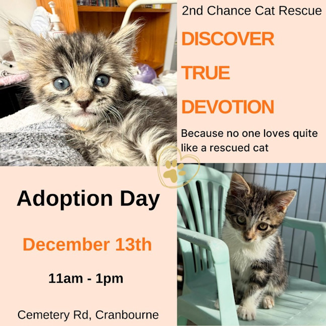 Photo of Barker ** 2nd Chance Cat Rescue **