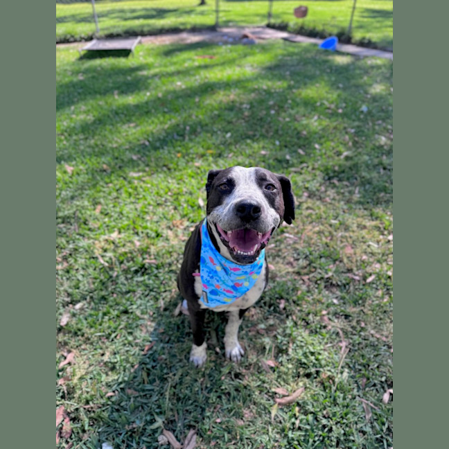 Photo of Freckles *$350 Adoption Fee* 