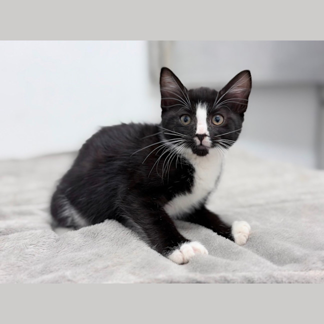 Photo of Jellybean