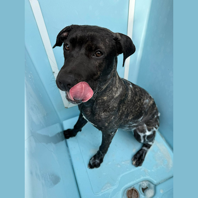 Photo of Nova