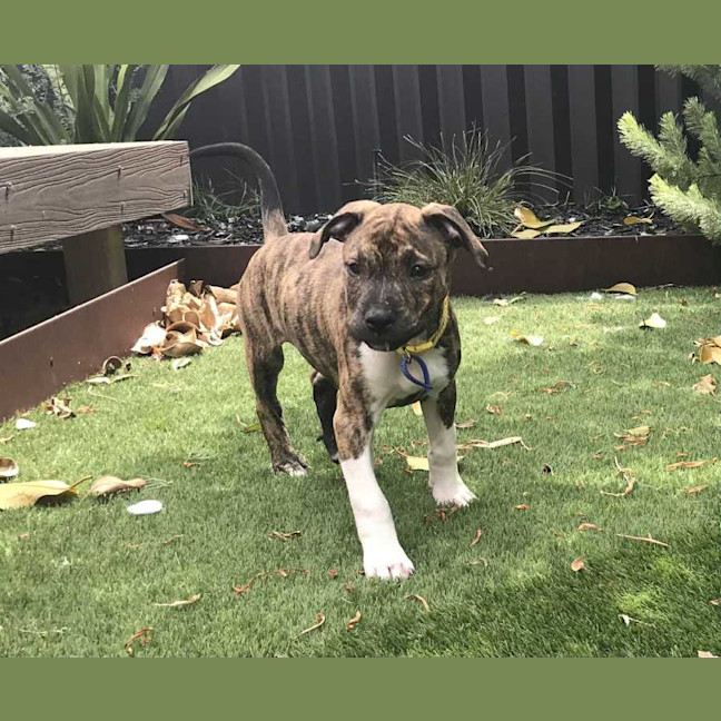 Photo of Brooke   14 Week Old Ridgeback X 