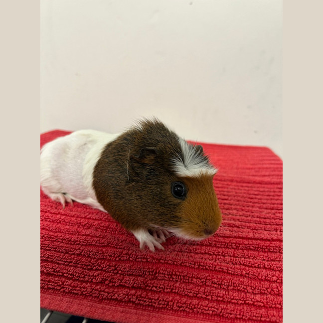 Photo of Tulip