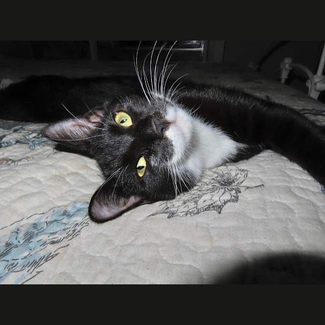 Photo of Mercury K33