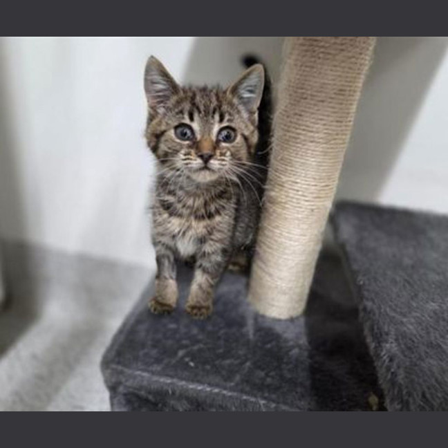 Photo of Tofu Misu