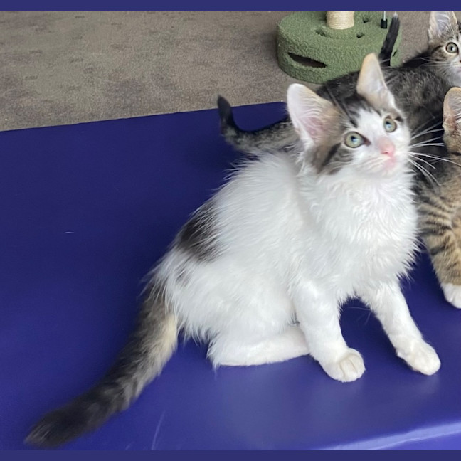 Photo of Charlie   Reduced Adoption Fee