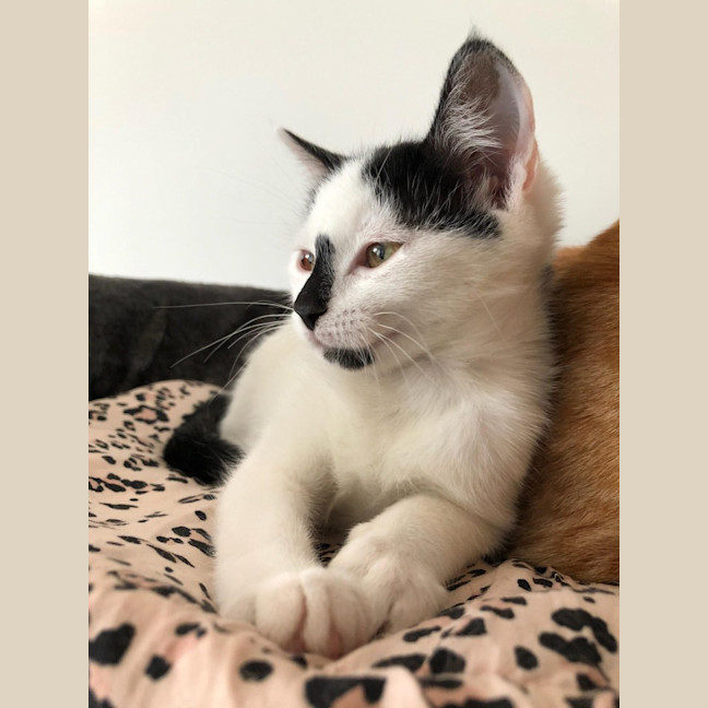 Photo of Cora