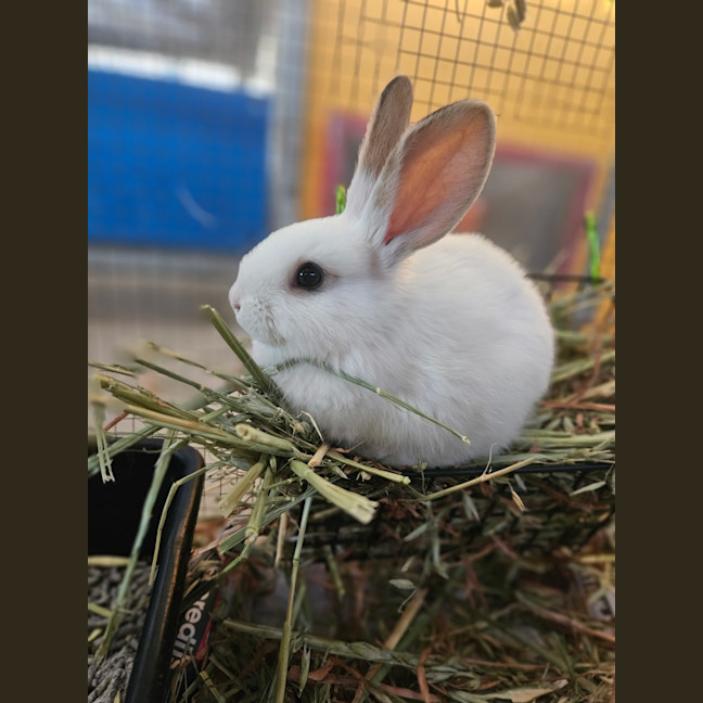 Photo of Gus