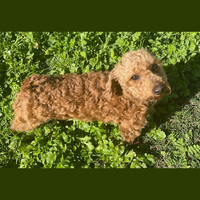 Photo of Coco