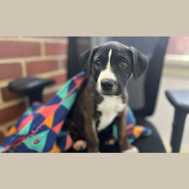Photo of Peanut