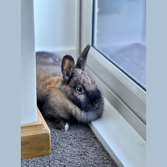 Photo of Bunny Boop