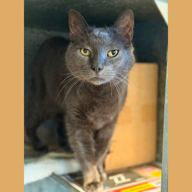 Photo of Puss