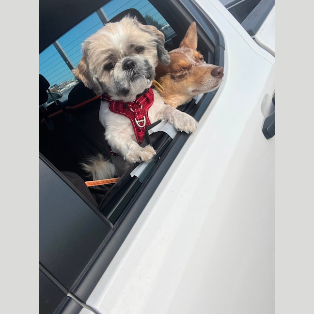 Photo of Harry   2 Year Old Maltese X Shih Tzu