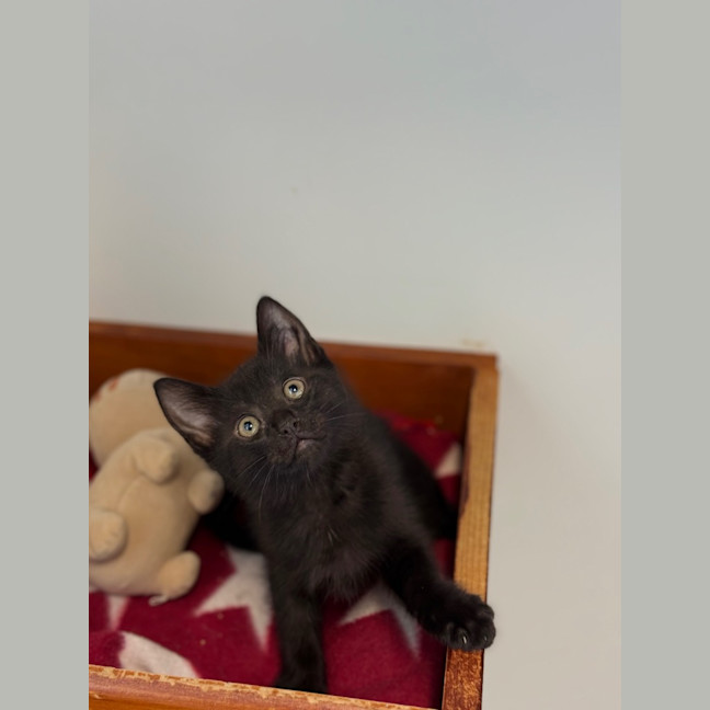Photo of Wren