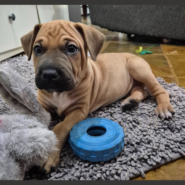 Photo of Pepper