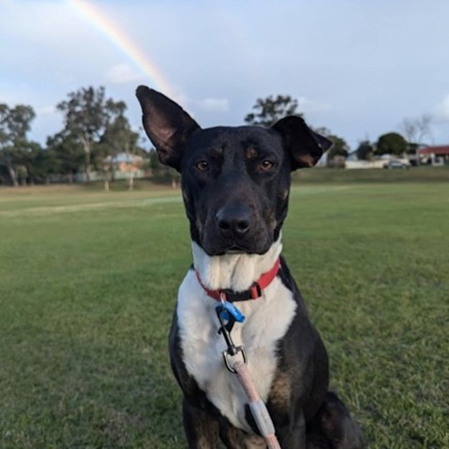 Photo of Koda *$250 Adoption Fee*