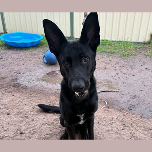 Photo of Anubis